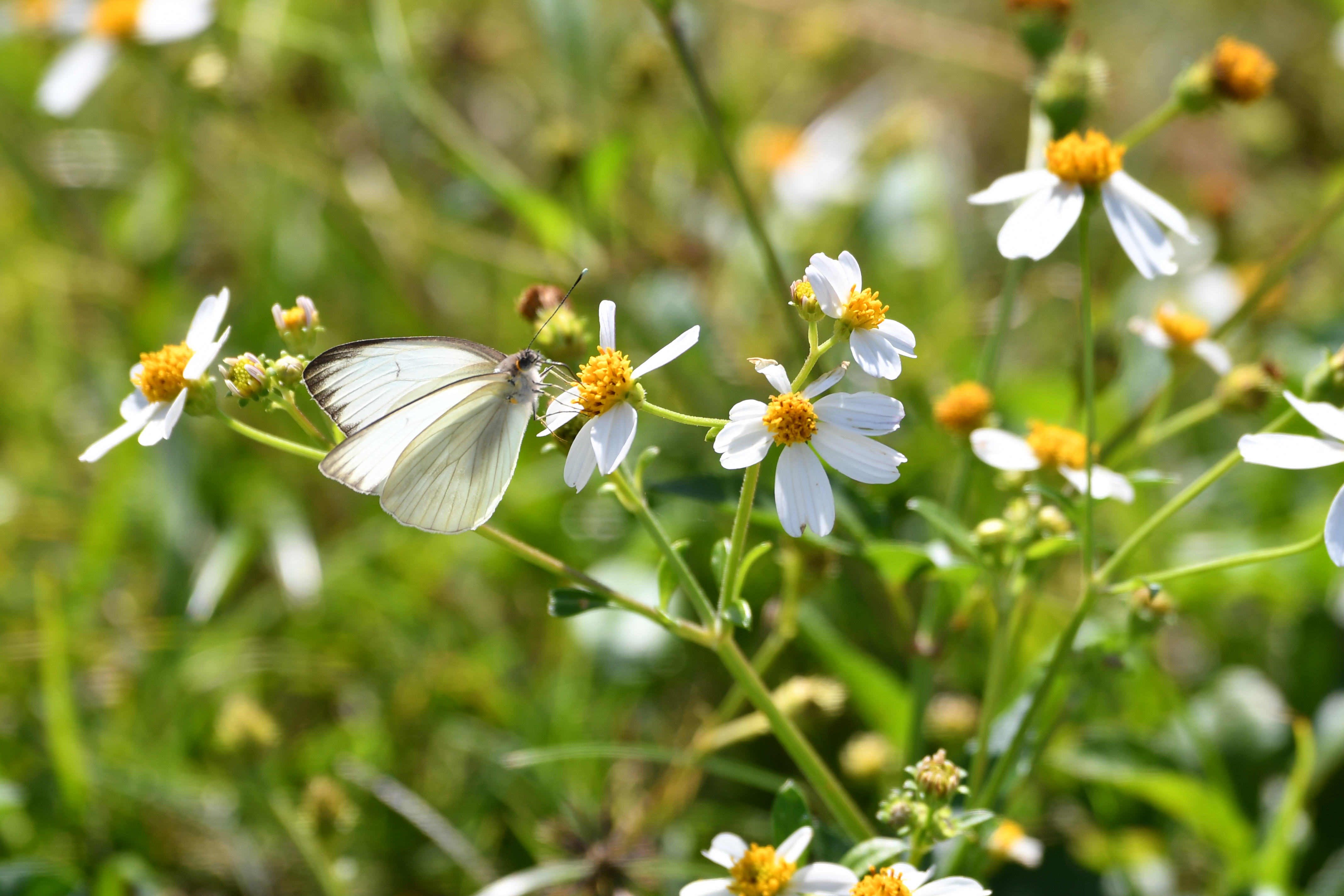 Great Southern White